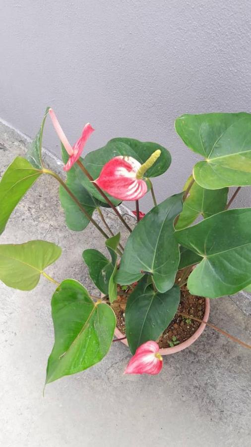Tulip Hotel & Apartment Cameron Highlands Esterno foto